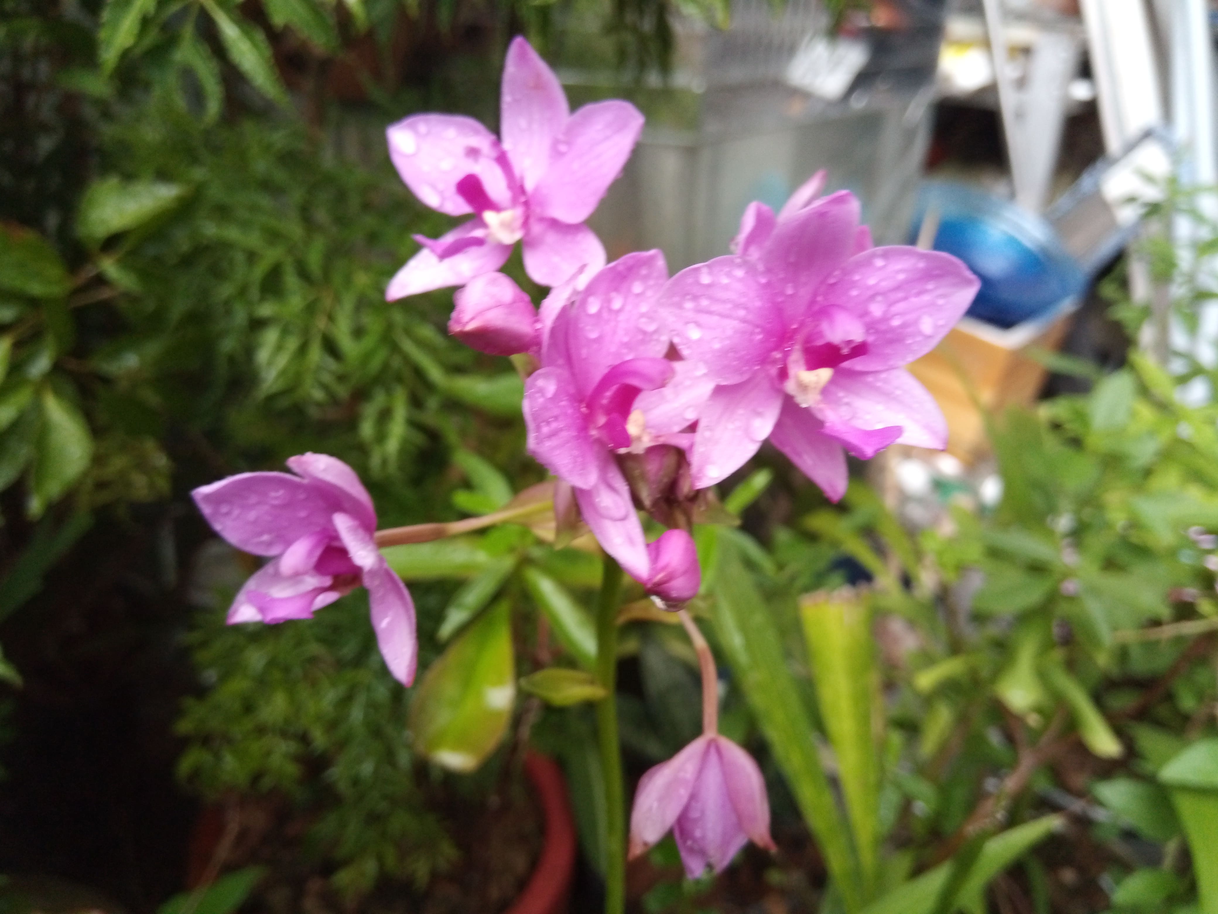 Hoa Địa Lan Chu Đình (Hoa màu tím cao từ 15cm-35cm)