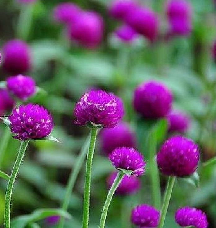 Hạt giống Hoa cúc bách nhật Mix – Gói 100 hạt
