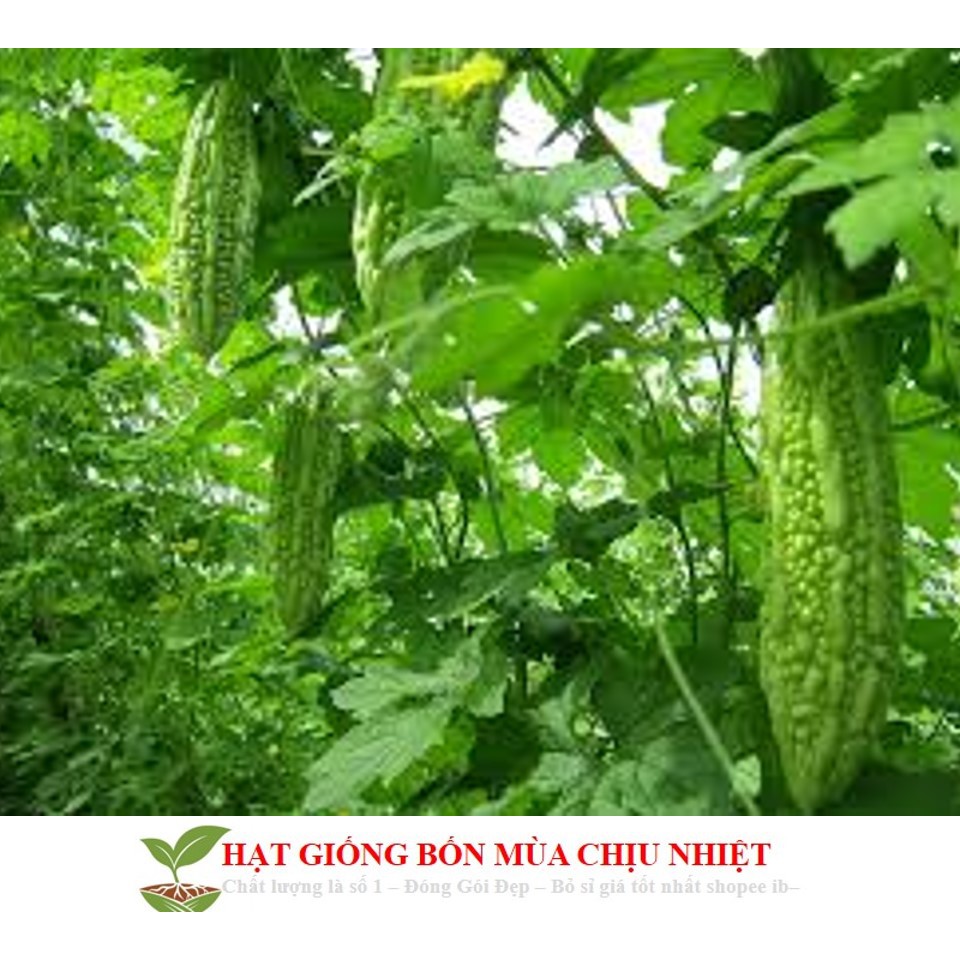 MJ34C Hạt Giông Mướp Đắng 5 Hạt