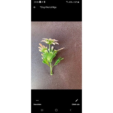 100g cỏ điểm