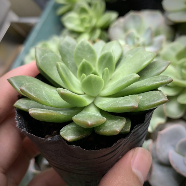 SEN ĐÁ MẶT TRỜI GIỐNG MỚI SIZE BÉ LỖI 1 ĐỔI 1