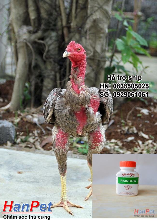 HN-(Thu ốc GÀ CHỌI) Tăng cơ bắp gà chọi, Thu ốc bổ cơ cho chiến kê, gà đá RAINBOW  dạng Thu ốc uống 100v/lọ-  M