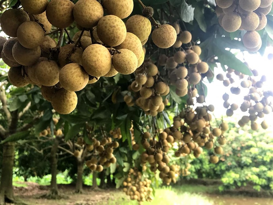 Cây giống nhãn lồng hưng yên ( ruột dày hạt lép nhãn muộn mọng nước vị ngọt đậm)