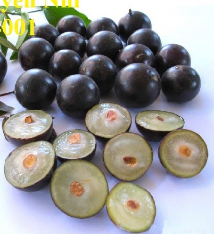 Hạt giống cây nho thân gỗ - ( gói 5 hạt - Kèm 5 viên nén xơ dừa ươm hạt )