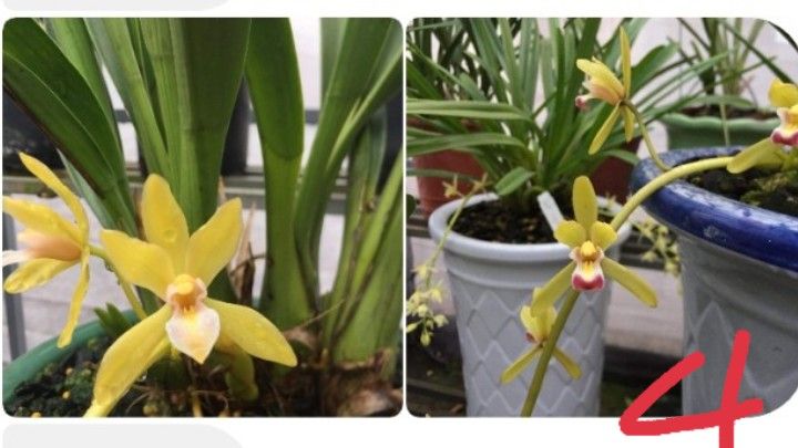 LAN KIẾM PHAN TRÍ CÂY GIỐNG