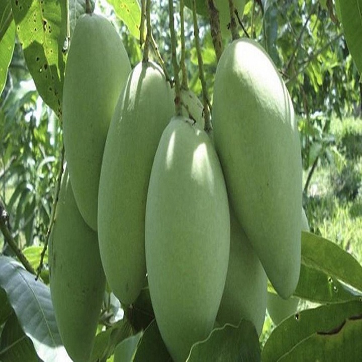 CÂY GIỐNG XOÀI HẠT LÉP