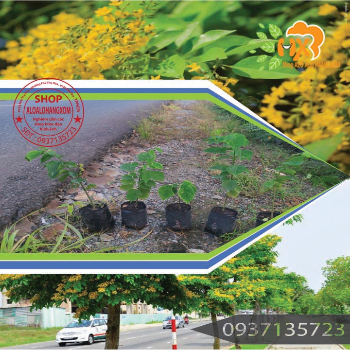 Cây giáng hương cây giống -combo 5 cây