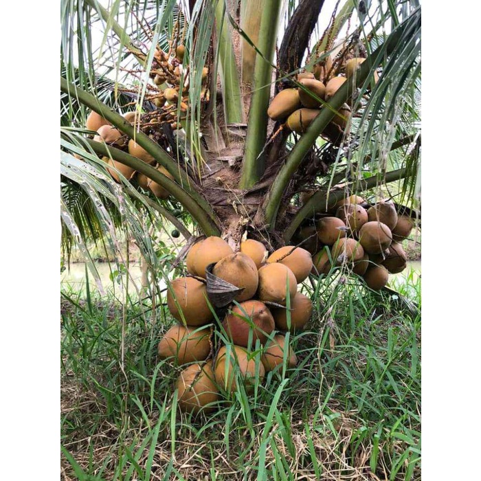 Cây Giống Dừa Lửa Lùn