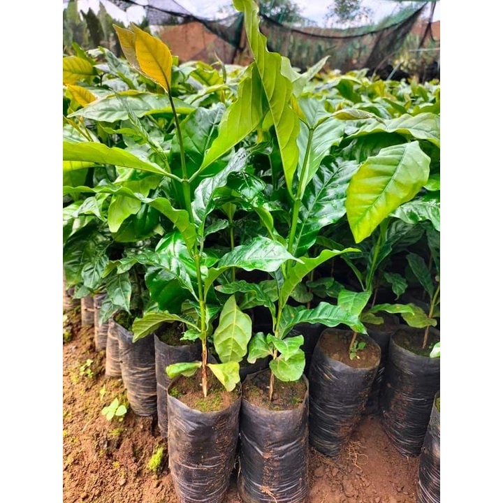 Cây cà phê arabica giống ( cam kết chuẩn giống)