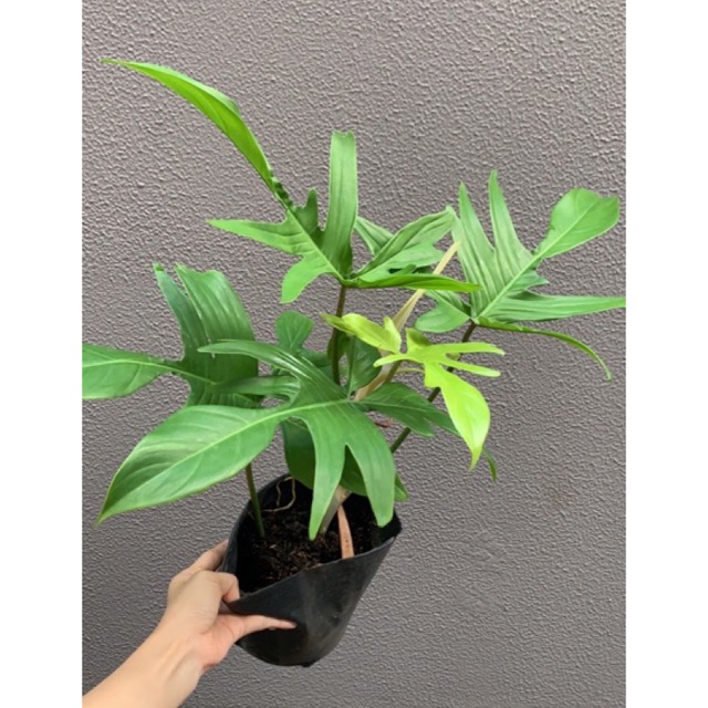 Cây trầu bà cánh én - Cây cảnh để bàn