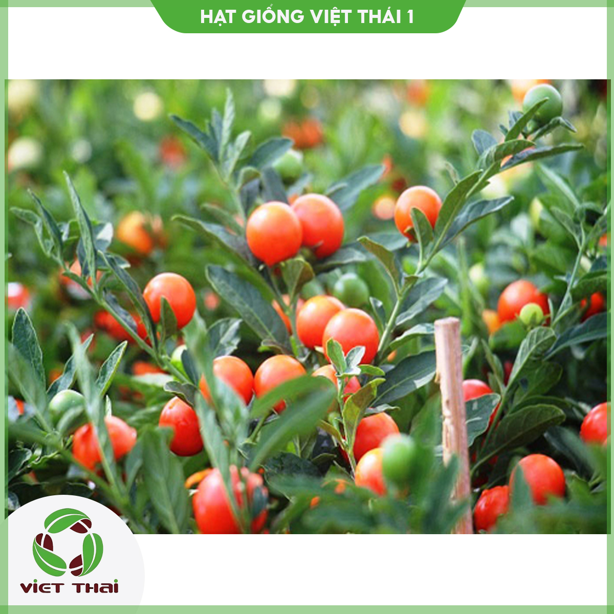 [SALE] Giống ớt tròn - HGVT1