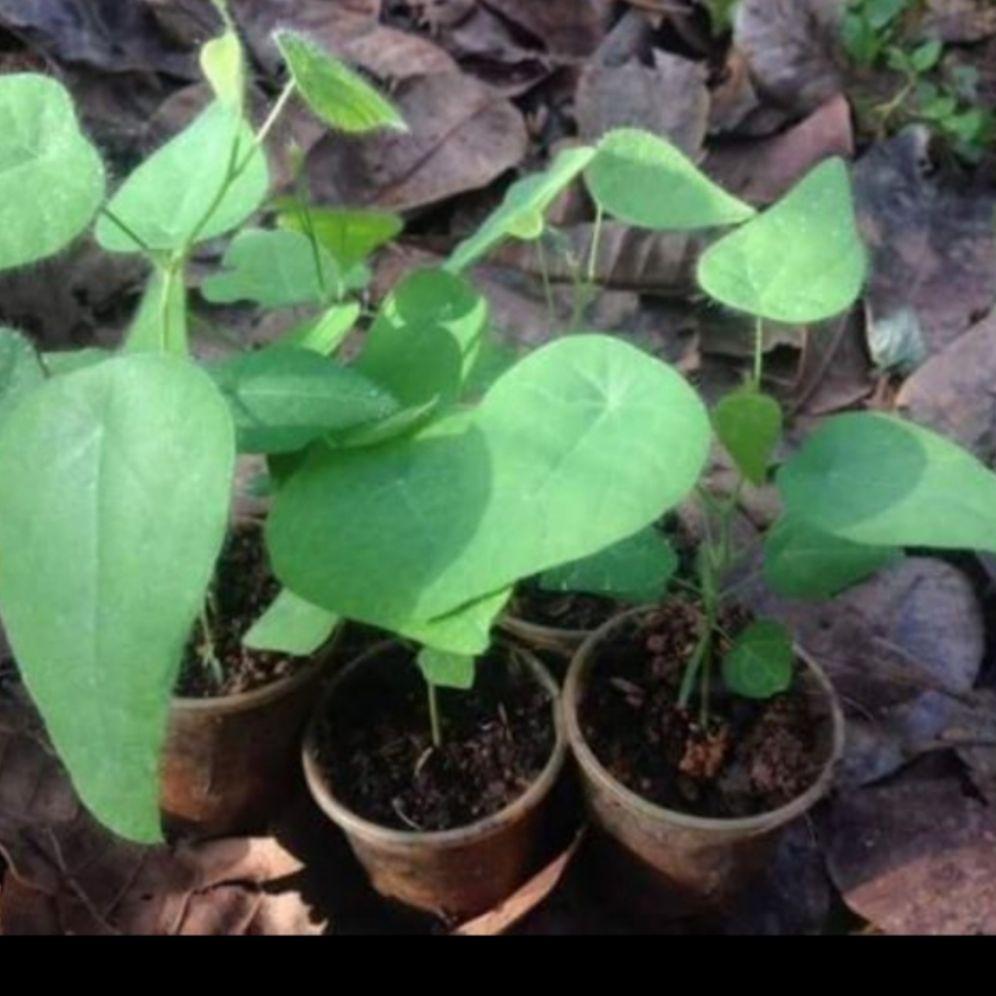 cây giống sương sâm