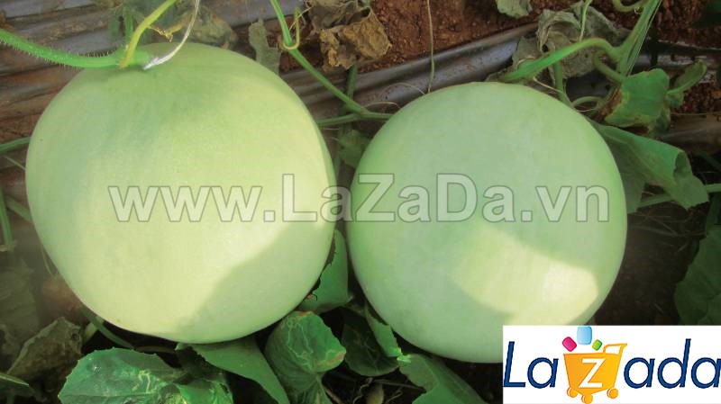 25.HAT Hạt Giống Dưa Lê Vỏ Xanh Ruột Xanh F1 TG54 (| A2*X56)