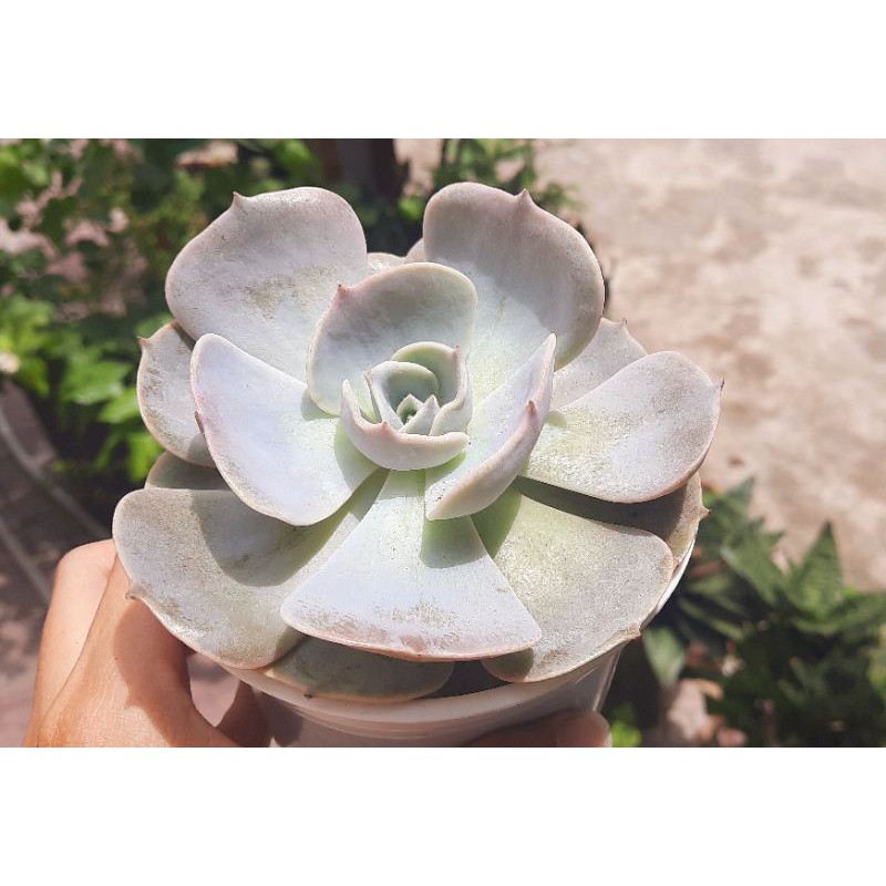 Sen đá đất hồng size bầu 3-5 cm