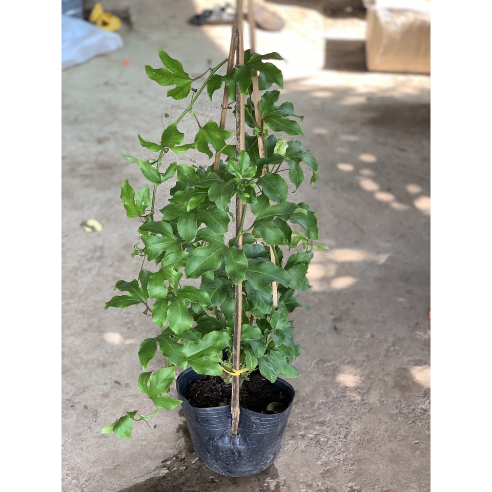 Cây chanh dây trưởng thành đang hoặc sắp cho hoa