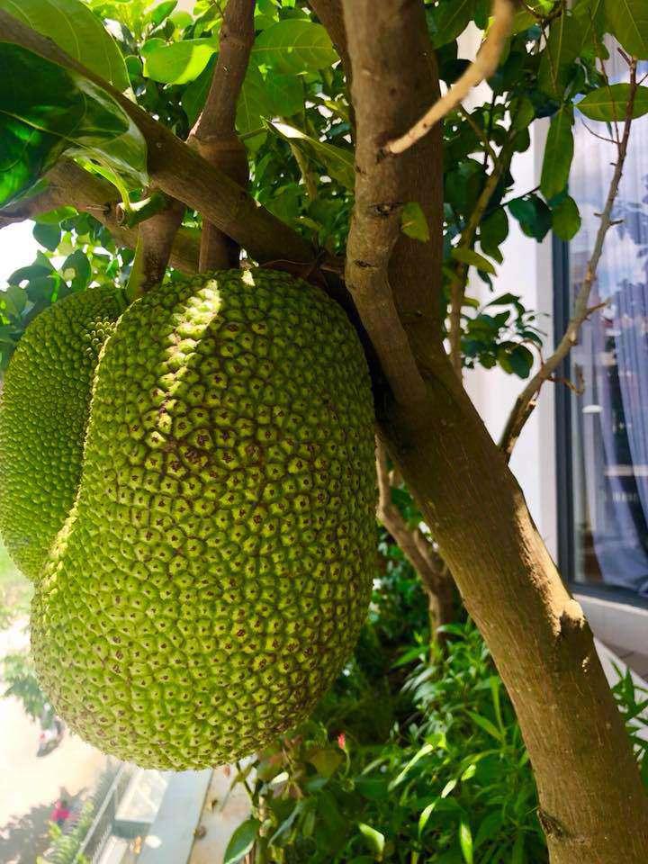 Cây giống mít không hạt - Cây trong bầu