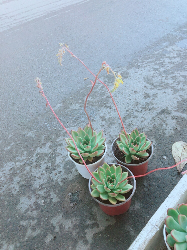 Chậu Sen Đá Viền Đỏ