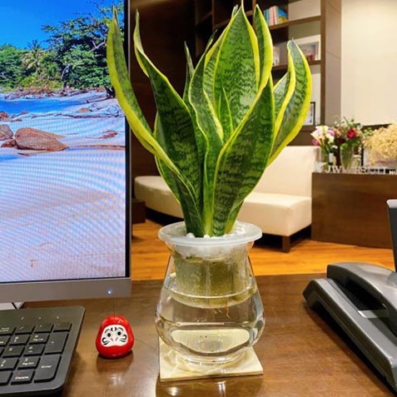 lưỡi hổ viền vàng cây giống (1 cây giống)