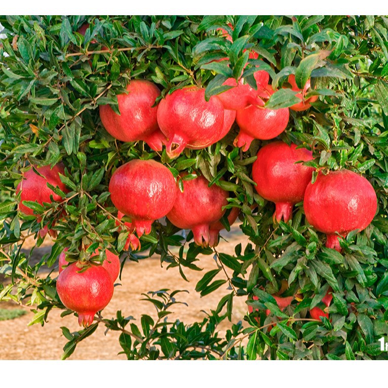 275A Hạt Giống Lựu Đỏ Lùn (10 Hạt)