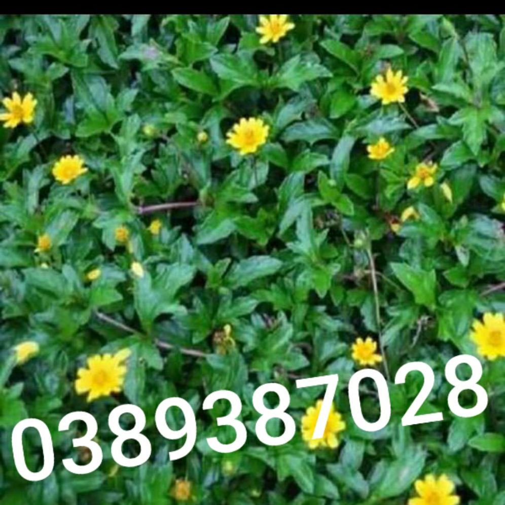 cây sài đất tươi,2kg