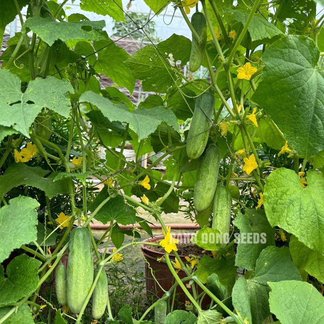 [Seeds] Hạt giống dưa leo lai f1 RD9339, đóng gói 1gr (khoảng 40 hạt)