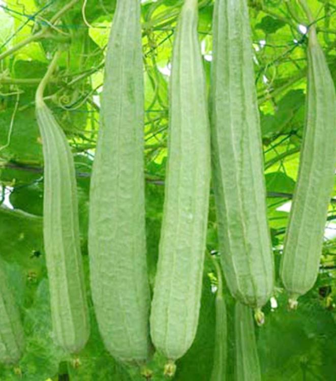 Hạt Giống Mướp Khía Thái Lan - Gói 1gram