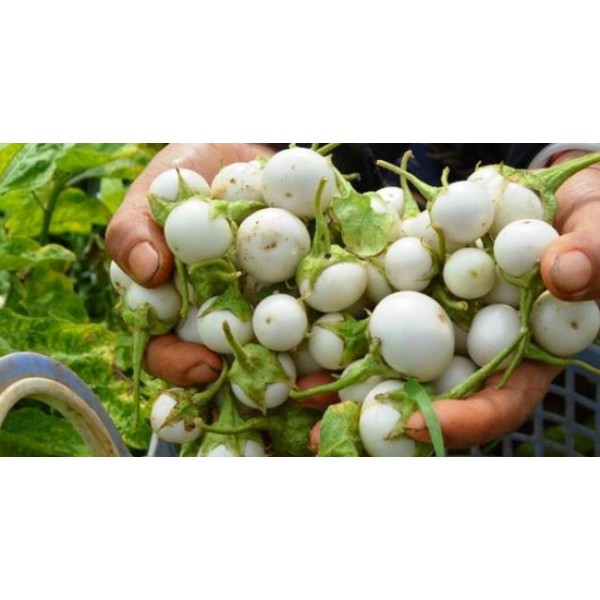Hạt Giống Cà Pháo Trắng F1 - 100 Hạt