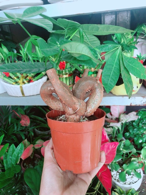 Cây Kim Ngân Nơ Kèm Chậu Sứ