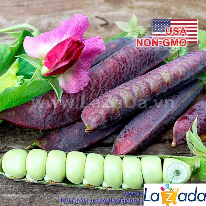 5h Hạt Giống Đậu Hà Lan Tím (A2.303| C35*X54*M163)