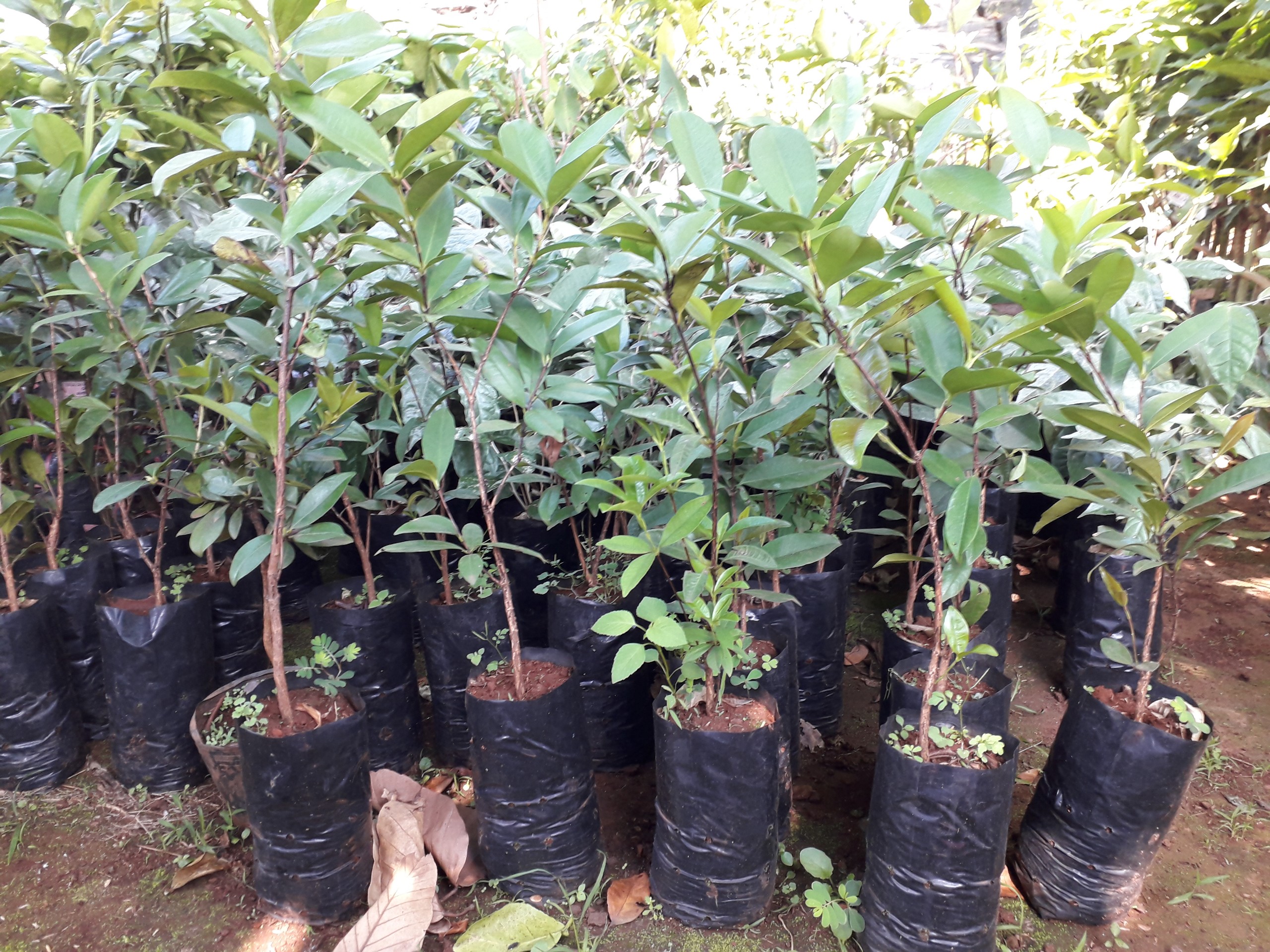 Cây giống Cherry Anh Đào Mỹ. [Express J&T ]