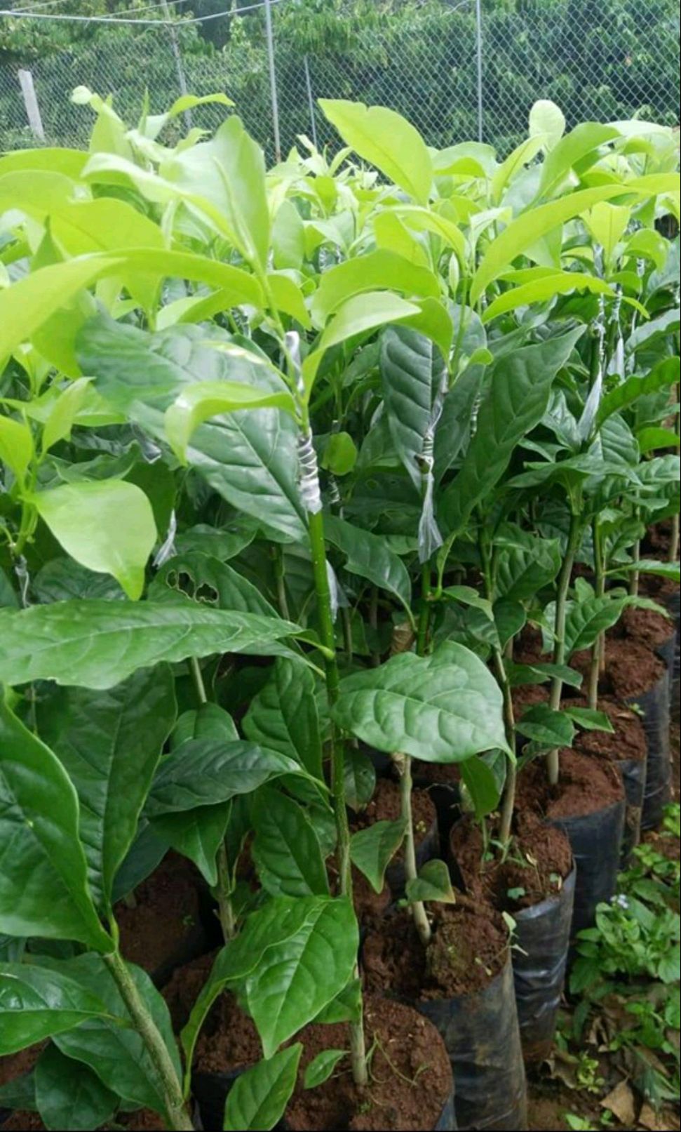 Cây dổi ghép hòa bình