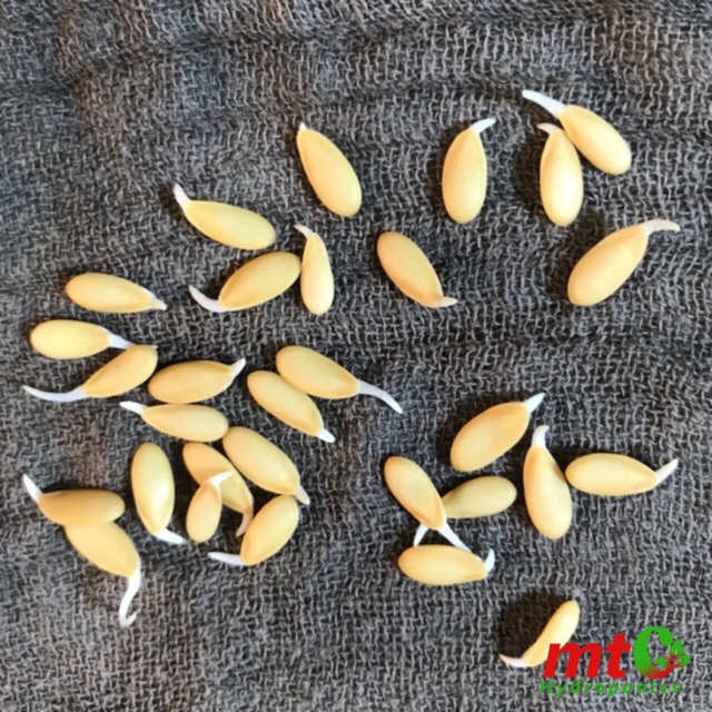 Hạt Giống Dưa Lưới Nhật Kimoji 65 Siêu ngọt