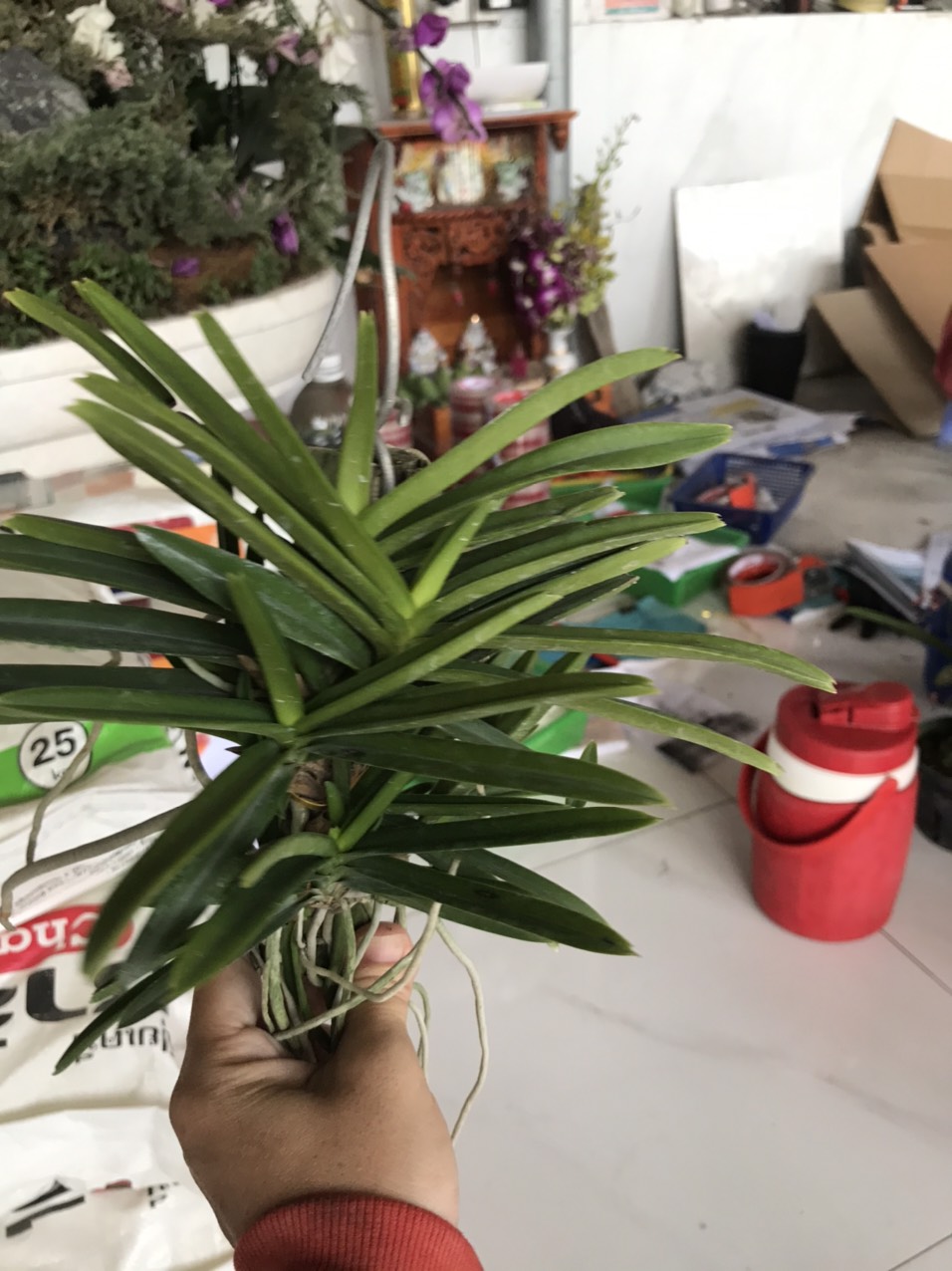 Hỏa hoàng cam ghép gỗ