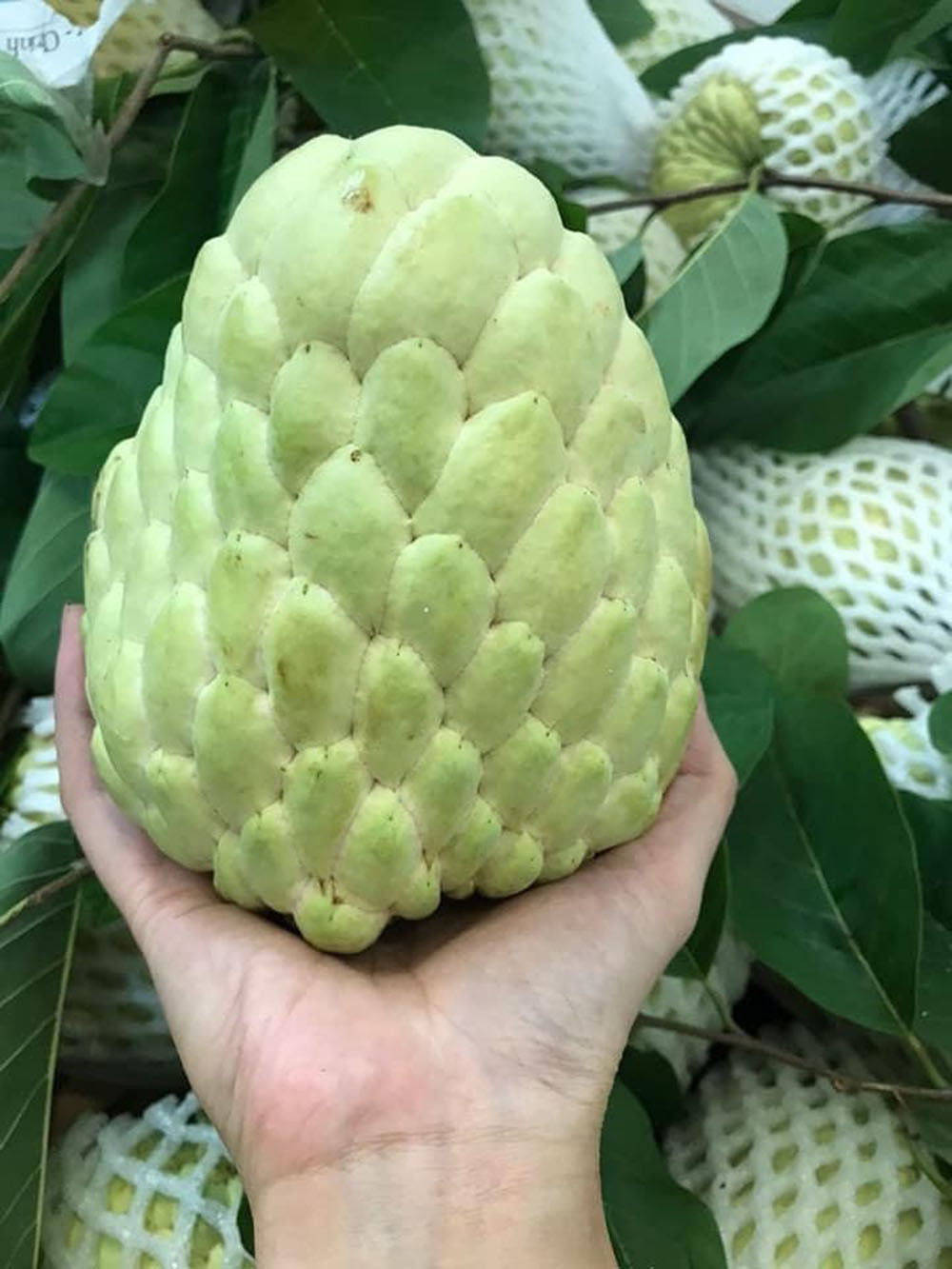 Cây giống na hoàng hậu/ na thái trái to, vị thơm ngọt- Hoa kiểng Nguyễn Lộc- Cây giống chất lượng cao