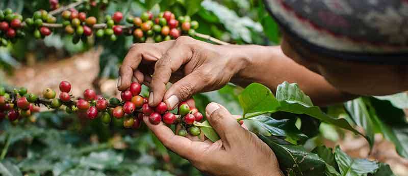 CÀ PHÊ HẠT CARRARO CAFFE GLOBO 100% ARABICA -1KG WHOLE BEAN