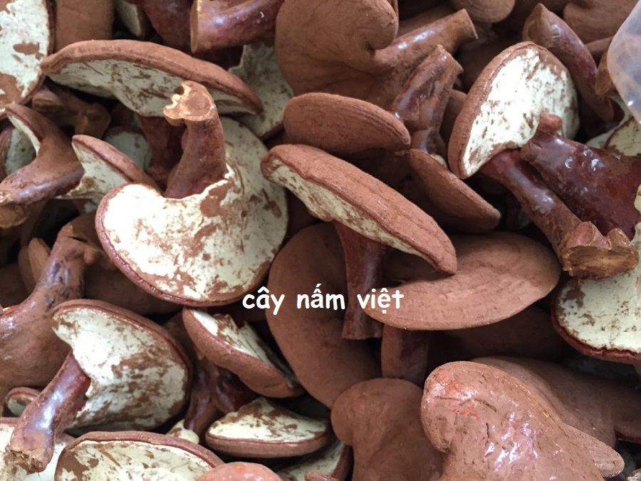 Nấm linh chi đỏ CNV 500g loại thường (Xích chi Việt Nam)