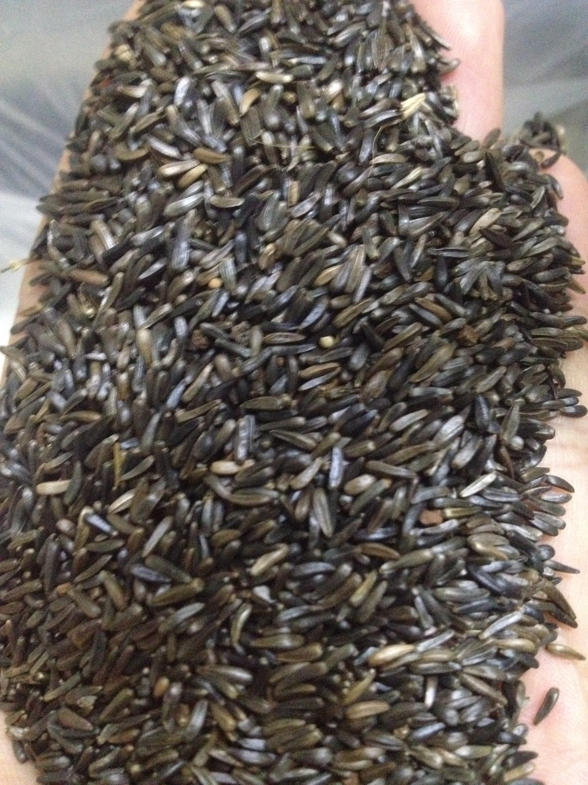 hạt niger kích cồ cho chim yến hót - manh manh