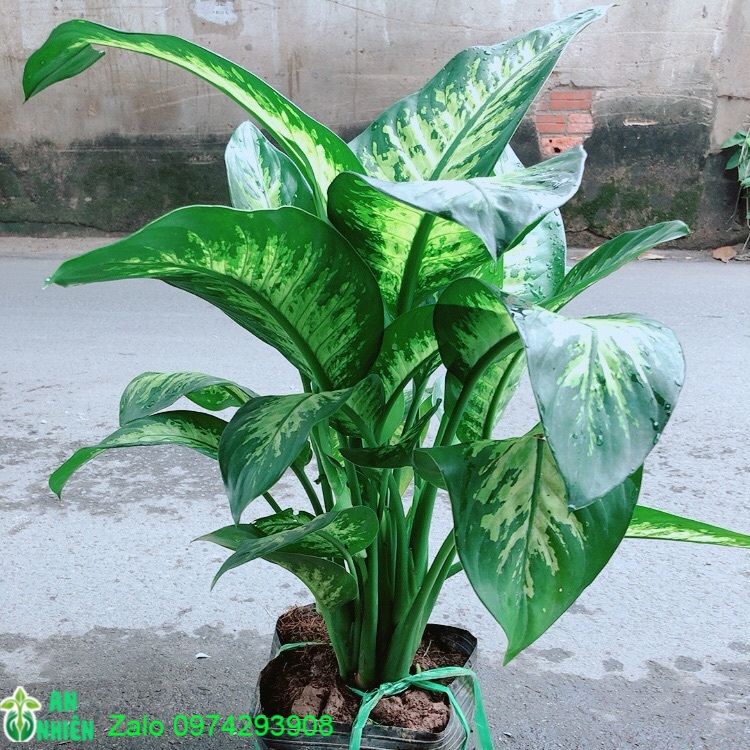 Vạn Niên Thanh Size Lớn