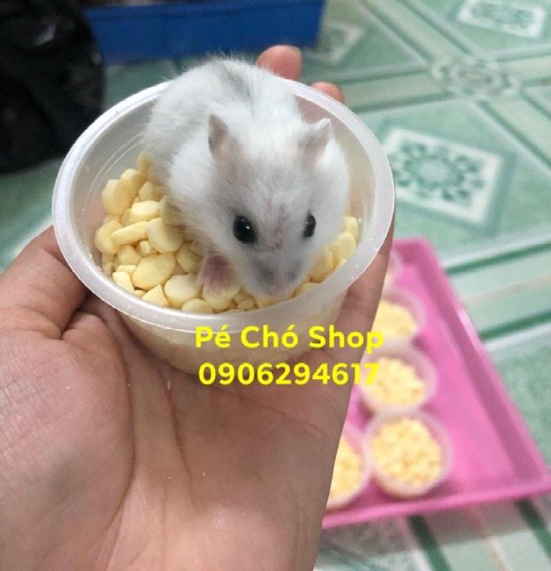 Hủ Cheese phô mai(thức ăn dặm dinh dưỡng) cho hamster,sóc...