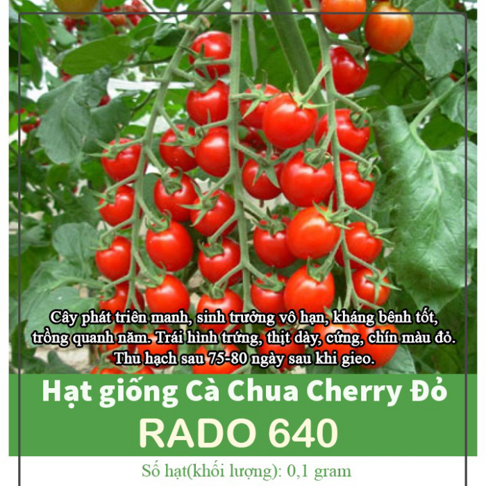 Hạt Giống Cà Chua Cherry đỏ Trái Dạng Chùm - Gói 0.1g - Sinh Trưởng Phát Triển Mạnh, Kháng Bệnh Tốt VTNN Nông Điền Trang