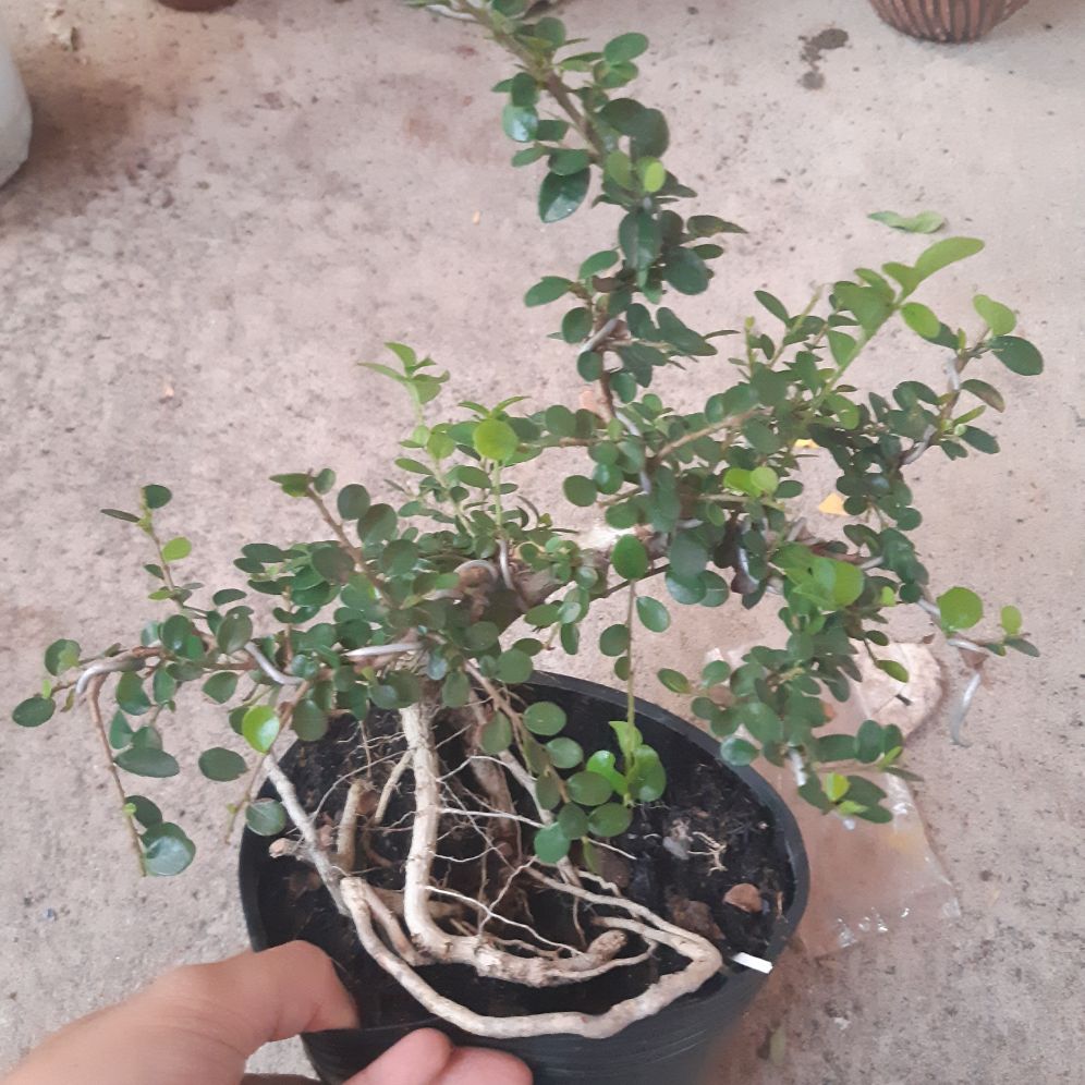 Cây sam trái bonsai mini