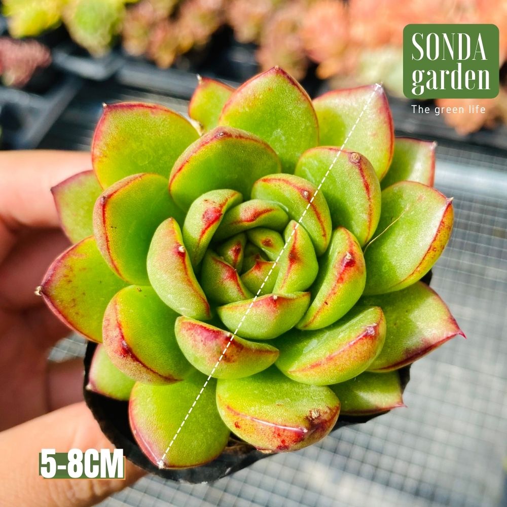 SEN ĐÁ VIỀN LỬA SIZE BÉ SIÊU KHỎE ĐẸP LỖI 1 ĐỔI 1