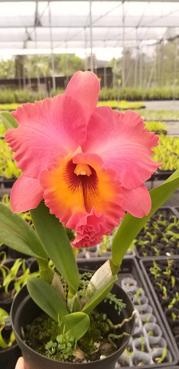 CATTLEYA NỤ: TƯỚNG QUÂN
