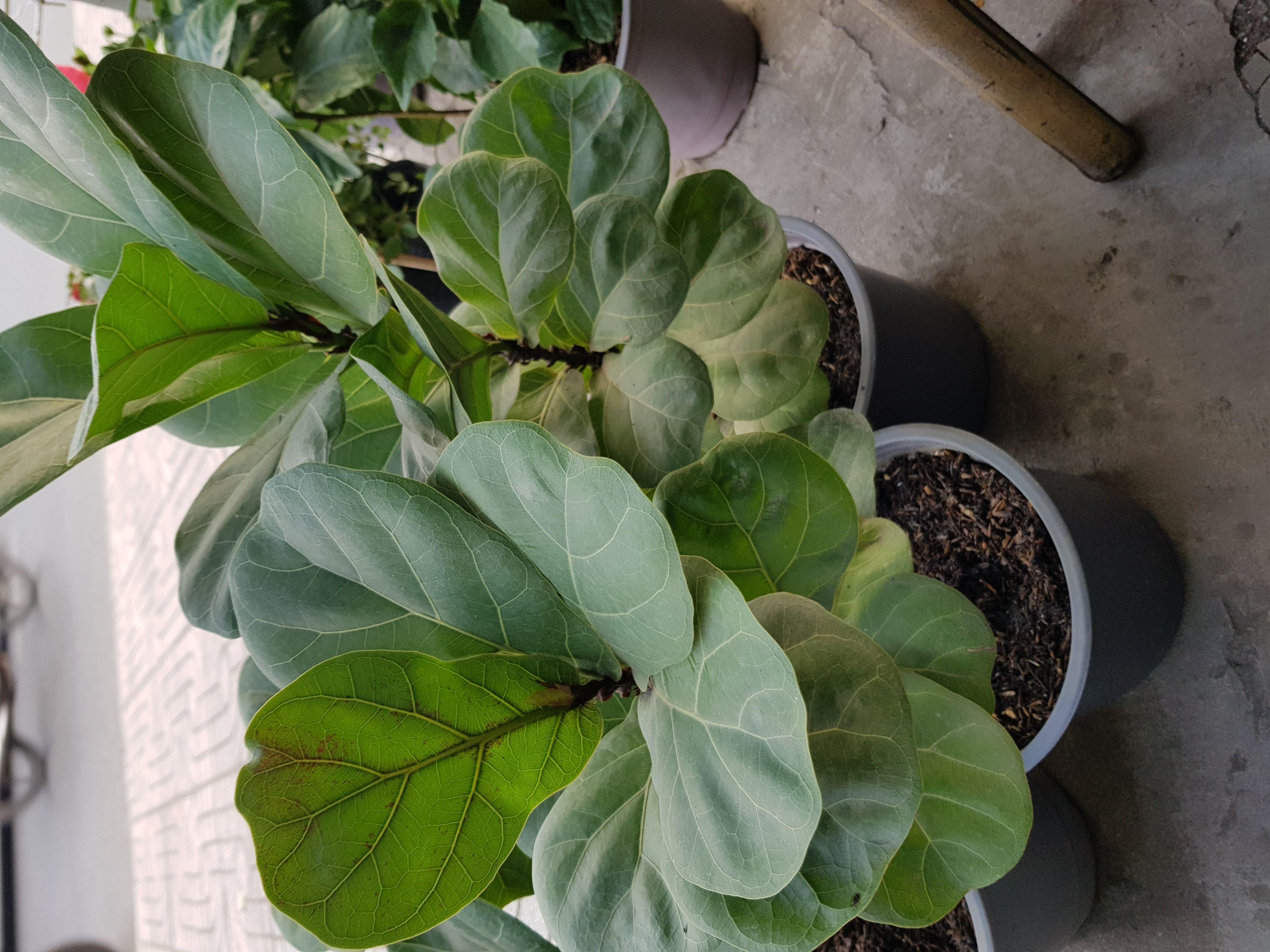 Cây Bàng Singapore - Chậu Cây Cảnh