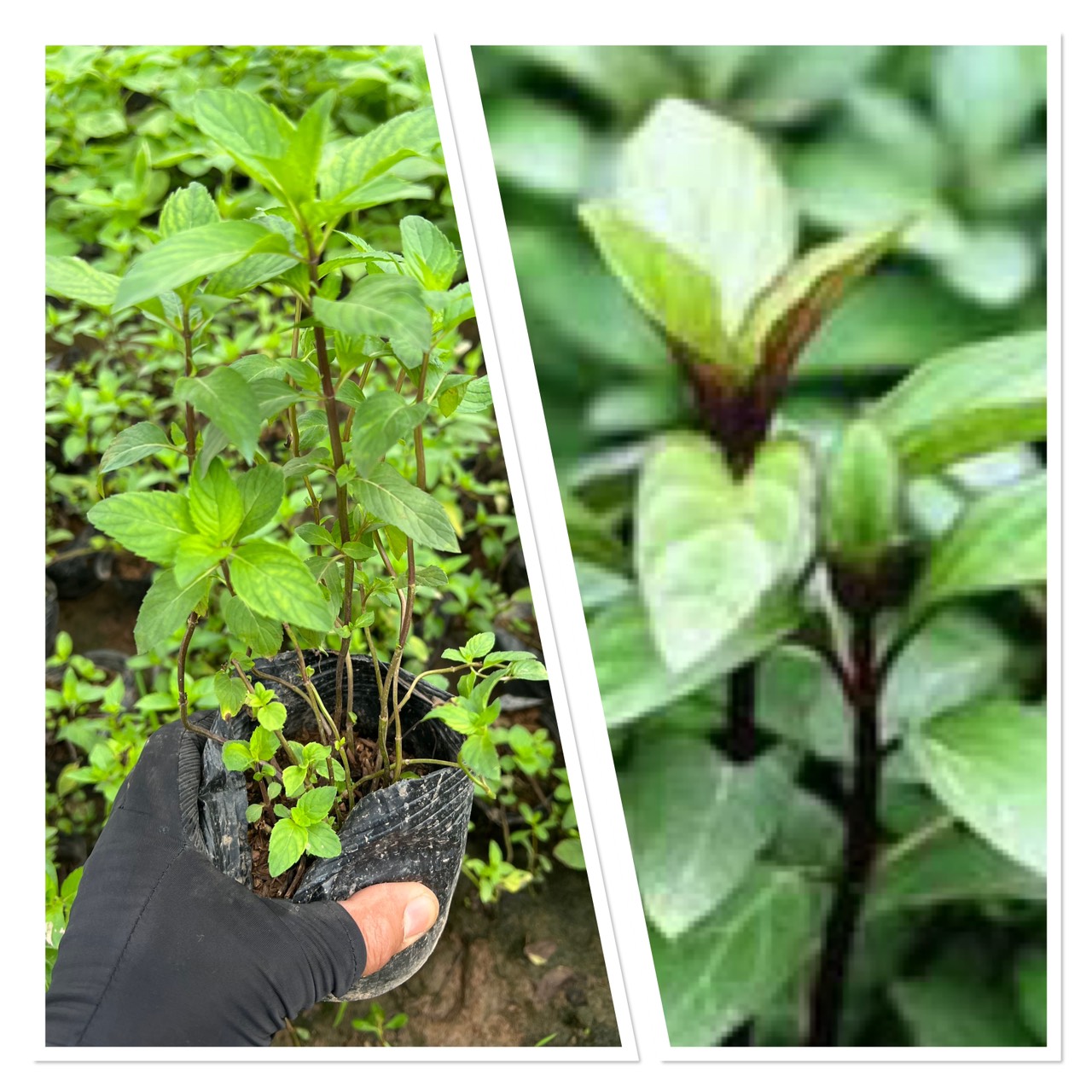 Cây húng láng - cây gia vị