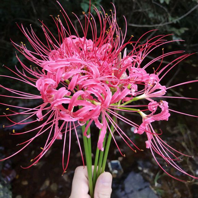 Củ giống hoa bỉ ngạn hoa màu hồng ( 1 củ + 1 viên nén xơ dừa ươm củ )
