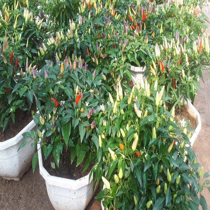 Chậu ớt cảnh đang có trái