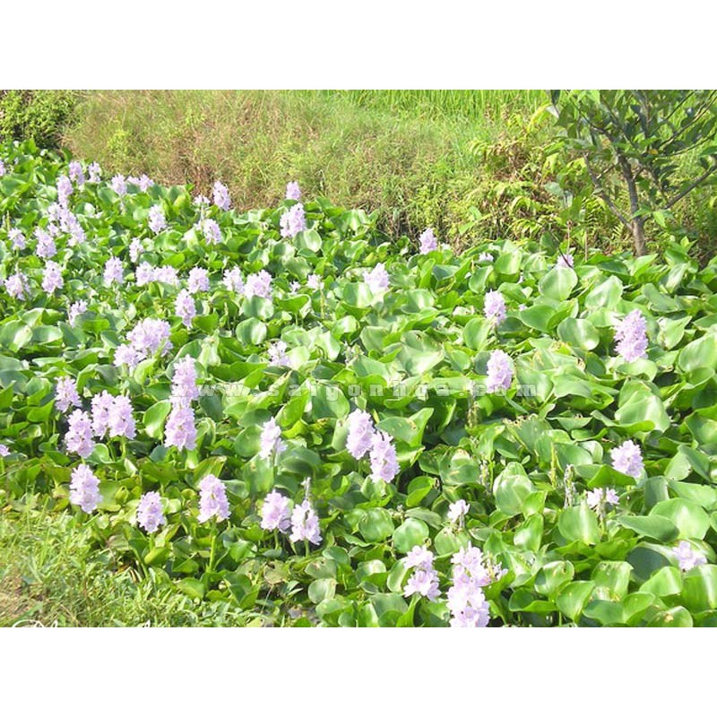 Cây Lục Bình thuỷ sinh - Cây Bèo Tây thuỷ sinh