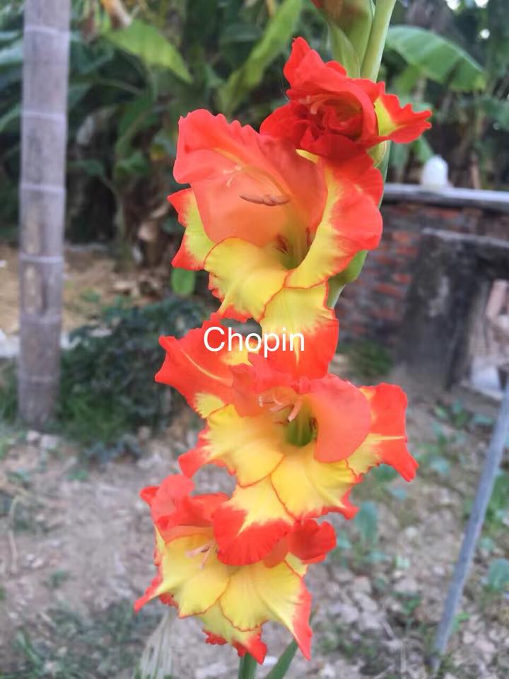 Củ giống hoa lay ơn nhiều màu - 1kg