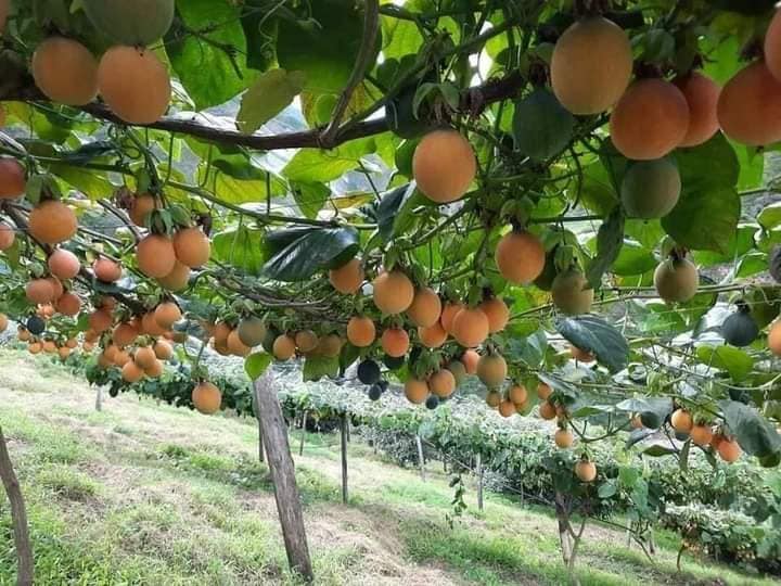 CÂY GIỐNG CHANH LEO NGỌT COLOMBIA